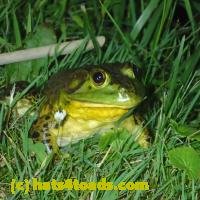 /home//u458753944/public_html/sourcegallery///////////////////////Frogs/More bullfrogs/P7010197.JPG